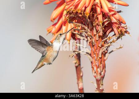 Anna's Kolibri, Calypte anna, alleinerziehender Erwachsener, der an der tropischen Blume schwebt, Long Beach, Kalifornien, USA Stockfoto