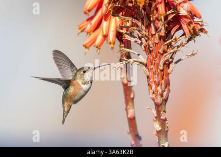 Anna's Kolibri, Calypte anna, alleinerziehender Erwachsener, der an der tropischen Blume schwebt, Long Beach, Kalifornien, USA Stockfoto