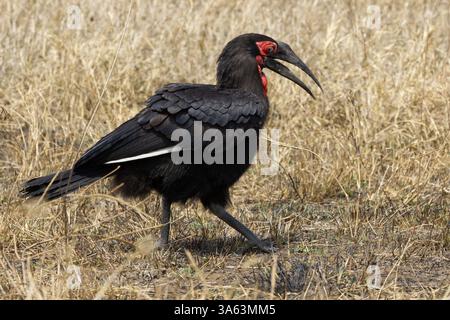 Ein männlicher Südstaaten-Nashornvogel (Bucorvus leadbeateri – früher Bucorvus cafer), der im Serengeti-Nationalpark in Tansania, Afrika, nach Nahrung sucht Stockfoto