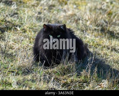 Eine schwarze Katze ruht leise auf einem Feld mit hohem Gras. Seine markanten grünen Augen blicken intensiv, wie das Sonnenlicht die Landschaft erwärmt. Die Atmosphäre ist friedlich Stockfoto