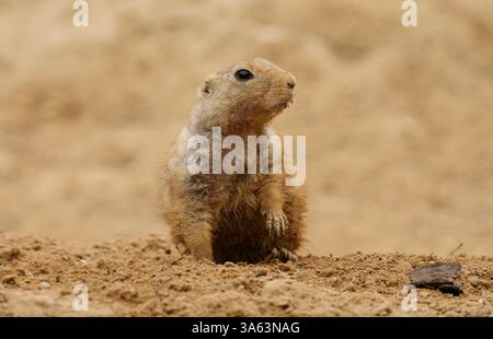 Berlin, Deutschland. März 2025. 23.03.2025, Berlin. In seinem Gehege im Berliner Tierpark steht ein Schwarzschwanz-Präriehund (Cynomys ludovicianus). Präriehunde gehören zur Familie der Aardvarken. Sie sind soziale Tiere und leben in großen Gruppen zusammen. Kredit: Wolfram Steinberg/dpa Kredit: Wolfram Steinberg/dpa/Alamy Live News Stockfoto
