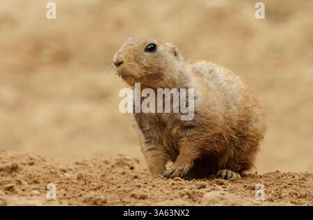 Berlin, Deutschland. März 2025. 23.03.2025, Berlin. In seinem Gehege im Berliner Tierpark steht ein Schwarzschwanz-Präriehund (Cynomys ludovicianus). Präriehunde gehören zur Familie der Aardvarken. Sie sind soziale Tiere und leben in großen Gruppen zusammen. Kredit: Wolfram Steinberg/dpa Kredit: Wolfram Steinberg/dpa/Alamy Live News Stockfoto