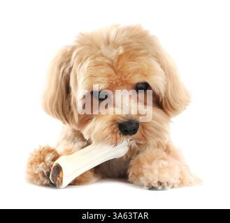 Süßer Hund mit Kauknochen auf weißem Hintergrund Stockfoto