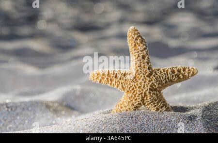 Sunrise on the beach. Starfish Stockfoto