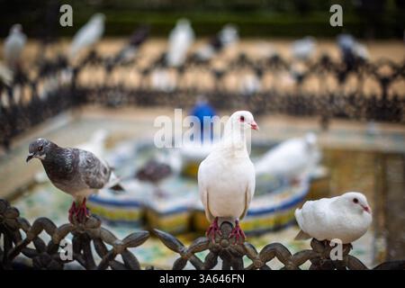 Tauben versammelten sich in der Nähe des kunstvollen Brunnens im üppigen Parque de Maria Luisa, Sevilla. Stockfoto