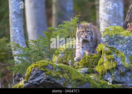 Ein Luchs (Lynx Luchs) bewegt sich über moosbedeckte Felsen in einem Wald, gefangen in Bayern, Deutschland, Europa Stockfoto