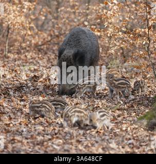 Wildschwein, Wildschwein (Sus scrofa), eine Wildziege und Jungschweine, die im Wald Nahrung suchen, Deutschland, Europa Stockfoto