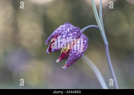 Schlangenkopf-Fritillary (Fritillaria meleagris), Emsland, Niedersachsen, Deutschland, Europa Stockfoto