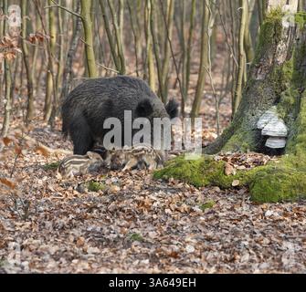 Wildschwein, Wildschwein (Sus scrofa), eine Wildziege und Jungschweine, die im Wald Nahrung suchen, Deutschland, Europa Stockfoto