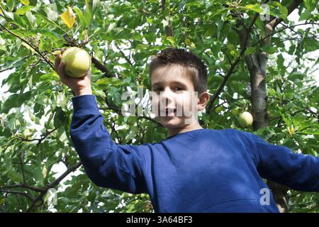 Kinder wählen aus grünem Apfel auf einem Baum Stockfoto