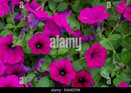 Nahaufnahme von hellen magentafarbenen Petunie-Blüten und Knospen, die in einem Gartenbeet wachsen. Stockfoto