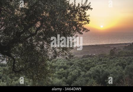 Olivenbäume, Meer und Sonnenuntergang. Kalamata, Griechenland, Europa Stockfoto