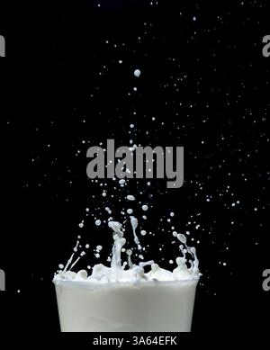 Spritzen Milch auf schwarzem Hintergrund. Spritzer Milch Stockfoto