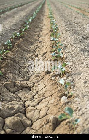 Kleine bepflanzte Kohl in Reihe. Jungpflanzen Stockfoto