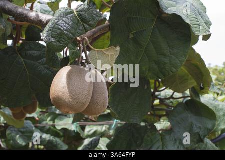 Kiwi-Pflanze hautnah. Tageslicht Stockfoto