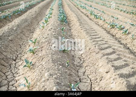 Kleine bepflanzte Kohl in Reihe. Jungpflanzen Stockfoto