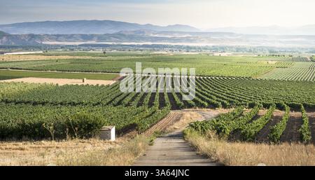 Weinberge auf dem Hügel bei Sonnenuntergang. Panorama Stockfoto