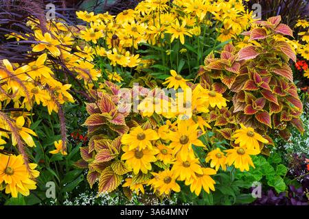 Gelbe Rudbeckia hirta, Solenostemon - Coleus, Euphorbia - Wolfsmilch, Pennisetum purpureum - Ziergras in voller Blüte in einer Staudenrabatte im Sommer. Stockfoto