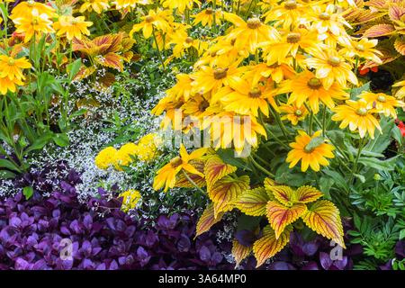 Gelbe Rudbeckia hirta, weiße Wolfsmilch - Wolfsmilch, Alternanthera dentata 'Purple Knight' und Solenostemon - Coleus in einer Staudenmischung im Sommer. Stockfoto