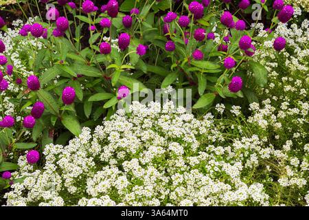 Weißes Alyssum und Gomphrena globosa – Globe Amaranth Blumen in der Border im Sommer. Stockfoto
