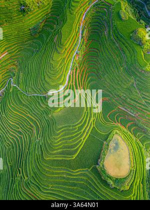 Aus nächster Nähe sehen Sie Longji Reisterrassen in China, die den Berg hinunter gehen, aus der Vogelperspektive Stockfoto