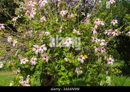 Hibiscus waimeae Baum mit rosa Blüten im Spätsommer, Messina, Sizilien, Italien Stockfoto