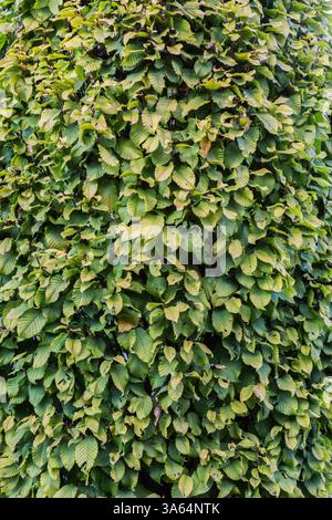 Carpinus betulus „Columnaris Nana“ – Europäische Hainbuchenblätter im Herbst. Stockfoto