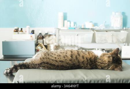 Katze-Anästhesie in der Veterinärmedizin Stockfoto