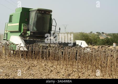 Mähdrescher erntet Sonnenblumen Stockfoto