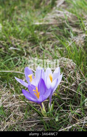 Blauen Krokus auf Sonnenlicht hautnah. Violette Farben Stockfoto
