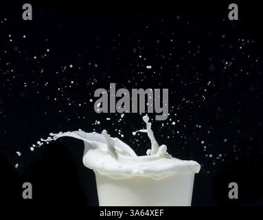 Spritzen Milch auf schwarzem Hintergrund. Spritzer Milch Stockfoto