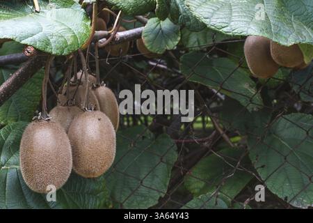 Kiwi-Pflanze hautnah. Tageslicht Stockfoto