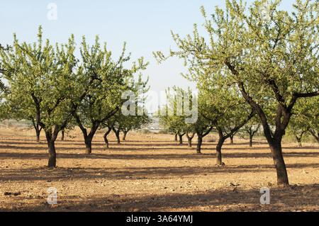 Mandel Plantagenbäumen. Blauer Himmel Stockfoto
