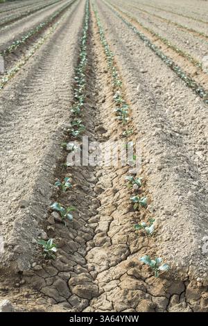 Kleine bepflanzte Kohl in Reihe. Jungpflanzen Stockfoto