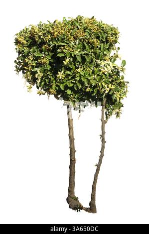 Grüne Bäume isoliert auf weiss. Dekorativer grüner Baum Stockfoto