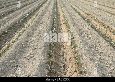 Kleine bepflanzte Kohl in Reihe. Jungpflanzen Stockfoto