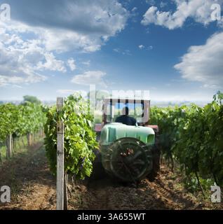 Traktor Weinbergen mit Chemikalien sprühen. Blauer Himmel mit Wolken Stockfoto