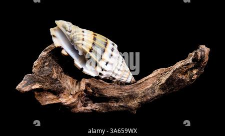 Eine Vexillum balteolatum Muschel auf strukturiertem Treibholz auf schwarzem Hintergrund. Das Streifenmuster und die glänzende Oberfläche bilden einen Kontrast zu Schönheit Stockfoto
