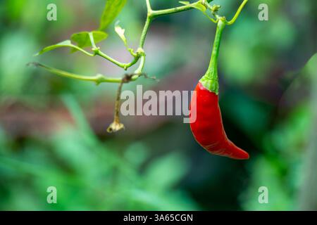 Rote Chili Capsicum annuum. Es ist in verschiedenen Formen und Größen erhältlich, von kleinen und schlanken Sorten wie Birds Eye Chilli bis hin zu größeren Stockfoto