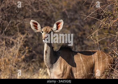 Porträt einer größeren Kudu (Tragelaphus strepsiceros), die wachsam aus dem Busch im Etosha Nationalpark blickt Stockfoto
