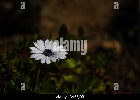 Weiße Blume mit violettem Zentrum, Gänseblümchen, wunderschön im Frühling, Osteospermum fruticosum, afrikanische Gänseblümchen. Stockfoto