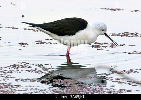 Schwarzflügelstelze (Himantopus himantopus) ernährt sich in einem See im Ranthambhore-Nationalpark, Rajasthan, Indien. Stockfoto