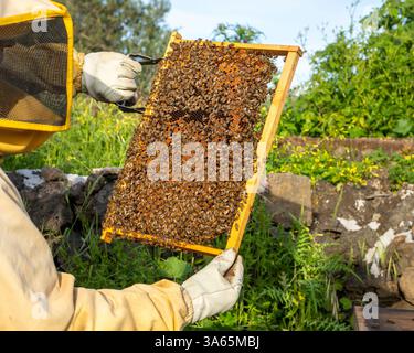 Imker im Schutzanzug inspiziert eine Bienenwabe voller Bienen, um die Gesundheit der Bienenstöcke und die Honigproduktion in einer nachhaltigen Bienenanstalt zu gewährleisten. Stockfoto