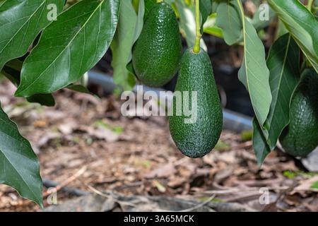 Frisches Obst auf dem Ast eines Avocadobaums. Stockfoto
