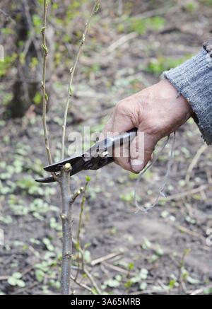 Ein alter Gärtner bereitet jungen Baum für die Veredelung vor. Stockfoto