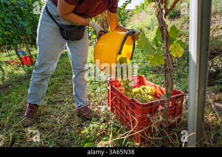 Landwirt, der frisch geerntete weiße Trauben in eine rote Kiste in einem sizilianischen Weinberg gießt. Manuelle Traubenernte im Herbst in ländlicher Umgebung mit trad Stockfoto