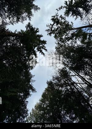 Blick auf den Himmel durch einen Kiefernwald Stockfoto