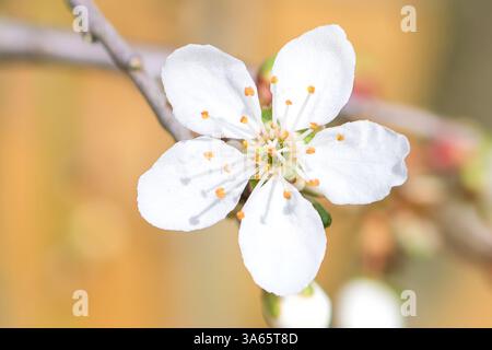 Schöne Nahaufnahme einer weißen Blume, die auf einem Zweig blüht und zarte Blütenblätter und natürliche Schönheit mit einem sanft verschwommenen Hintergrund zeigt, Frühling Stockfoto