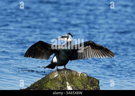 Großer Kormoran im Zuchtgefieder auf Felsen mit erhobenen Flügeln Stockfoto