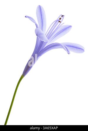 Lily vom Nil isoliert auf weißem Hintergrund Stockfoto